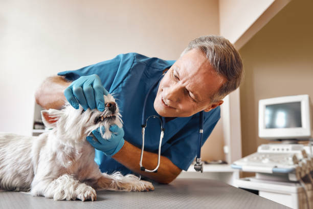 Best Emergency Root Canal Treatment in Ashburn, VA